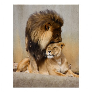 male_and_female_lion_in_love_poster-rd0d9d42e8ba845e1a35dcf39a1bc3c57 ...