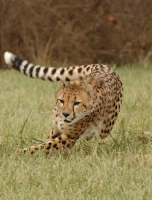 Cheetah Wallpapers for your Desktop