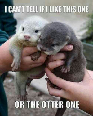 Sickeningly Cute Animal Pun