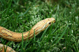 corn snake in the grass by ringmale