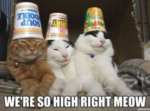 High cats: we’re so high right meow