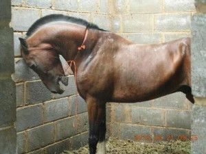 this is why dressage especially sucks. horse eventing shouldn’t be ...