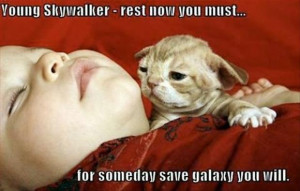 cat yoda, young skywalker funny star wars picture