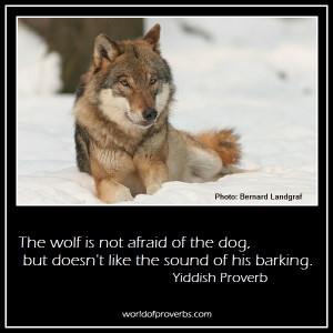 Barking Dog Quotes http://www.worldofproverbs.com/2012/05/wolf-is-not ...