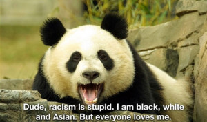 funny panda bear black white asian