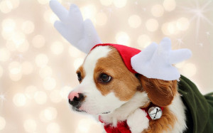 Wallpaper of a cute christmas dog at christmas time. A nice background ...