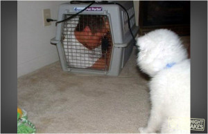 Random Picture Thread-man-carrier-cage.jpg