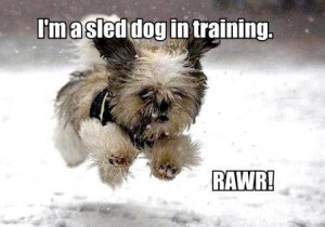sled dog in training .... RAWR