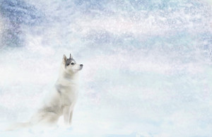 Siberian Husky Quotes