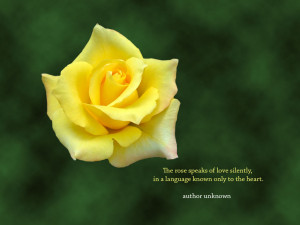Yellow rose flower desktop wallpaper with an inspirational rose quote ...