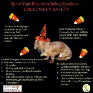 Halloween safety for your pet