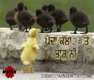 funny-pictures.feedio.netfunny quotes in punjabi dc