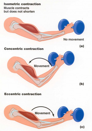 In the isometric contraction, the muscle neither shortens nor ...