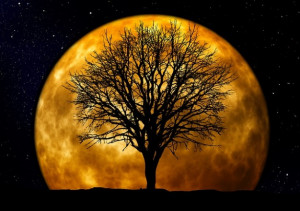 natt Kahl måne kväll träd bakgrund