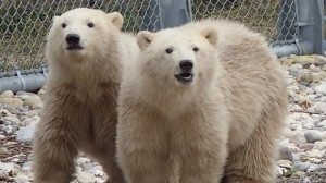 to-be-named polar bear cubs are to be introduced to the public Friday ...