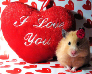 Happy Valentine's Day Week Images