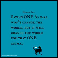 Save the animals More