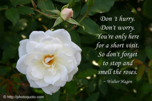 ... Visit, So Don’t Forget To Stop And Smell The Roses - Flower Quote