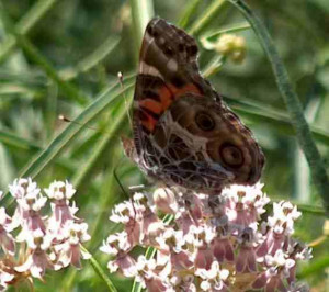 Milkweed By Jerry Spinelli. India free home for jerry Milkweednewbery