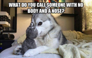 17 Pun Dog Puns That Will Instantly Brighten Your Day
