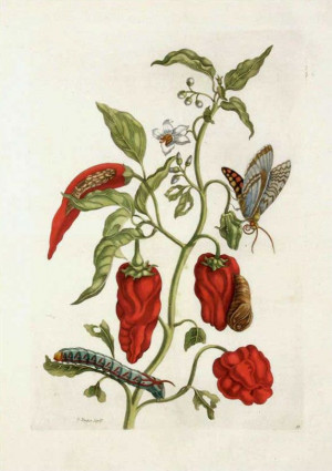 ... , Chilis Peppers, Artmaria Sibylla, Sibylla Merian, Merian 16471717