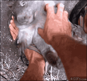 animals animated gif tickling wombat baby wombat buzzfeed animals