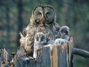 great gray owl wallpapers great gray owl great grey owl and they ...