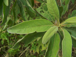 South Florida Flowering Trees Identification