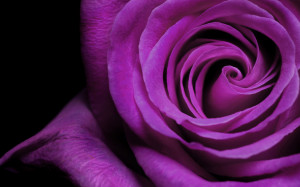 wallpaper black and purple rose wallpapers categories rose downloads ...