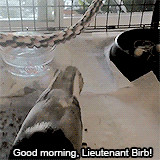 game grumps holly conrad rubberninja Ross O'Donovan youtuber: ross o ...