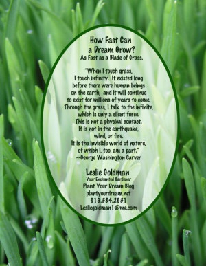 fast can a dream grow as fast as a blade of grass connect your dreams ...