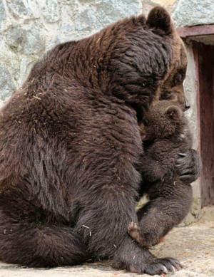 Angry Mother Bear Photos
