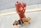 Hydrant RSS