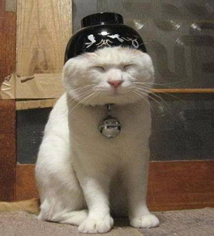 funny cat picture with bowl on his head