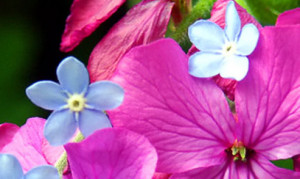 The Earth Laughs in Flowers’: Inspiring Quotes for Spring