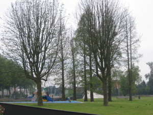 De Weinige Volgroeide Bomen Die Zijn Overgebleven In Het Spinozapark ...