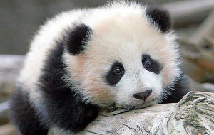 PandaBaby Pandas, Pandas Bears, Pets, Giants Pandas, Ailuropoda ...