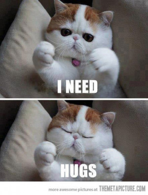 funny cat hug cute fluffy