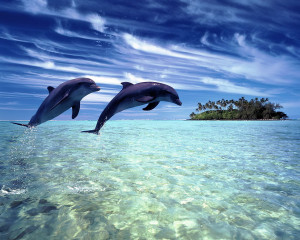 cute dolphin wallpaper dolphin wallpaper jumping dolphin wallpaper ...