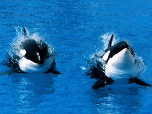 wallpaper image description for orca whale wallpaper orca whale ...