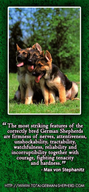 the german shepherd dog breed from someone who has lived with this dog ...