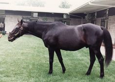 Secretariat's old rival, Sham, Spendthrift Farm, KY, August 1, 1989 ...