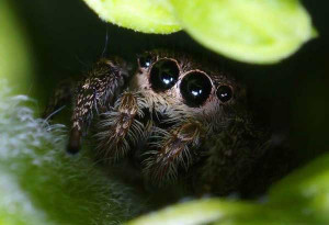 Salticidae - The Jumping Spiders