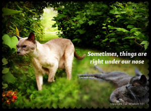 Tag Archives: cats-garden-raspberries-nose-quote