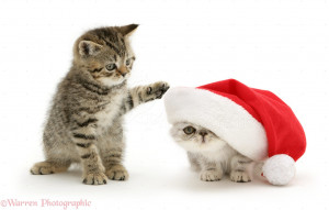 ... tabby kitten dabs at a silver Exotic kitten in a Father Christmas hat