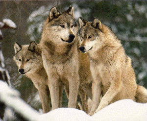 Animals wolves