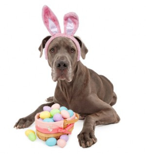 How to Easter Egg Hunt with your Dog.