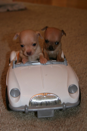 Perritos pequeños en un auto