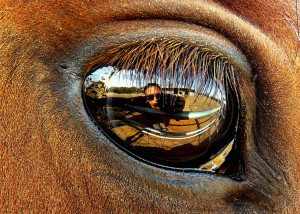 Hevosen silmät ja näköaisti