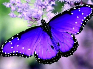 Purple Butterfly ~ via: stargazer: Purple Butterflies, Beauty Purple ...